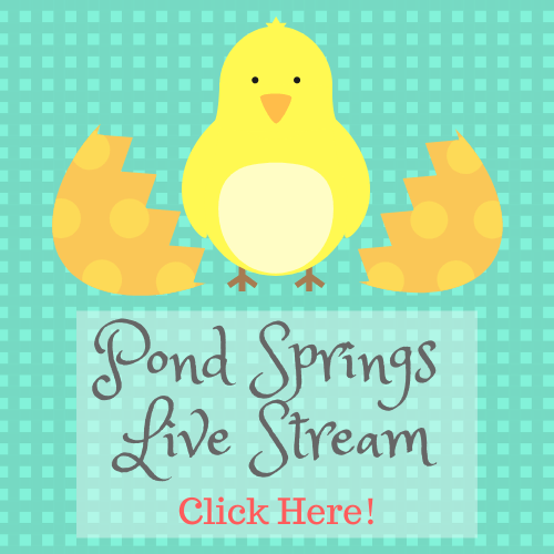 Pond Springs Live Stream